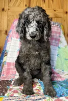 Gucci, a male Poodle - Standard  for sale in Pana, IL – 2 of 8