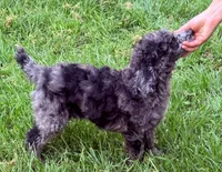 Gucci, a male Poodle - Standard  for sale in Pana, IL – 2 of 3