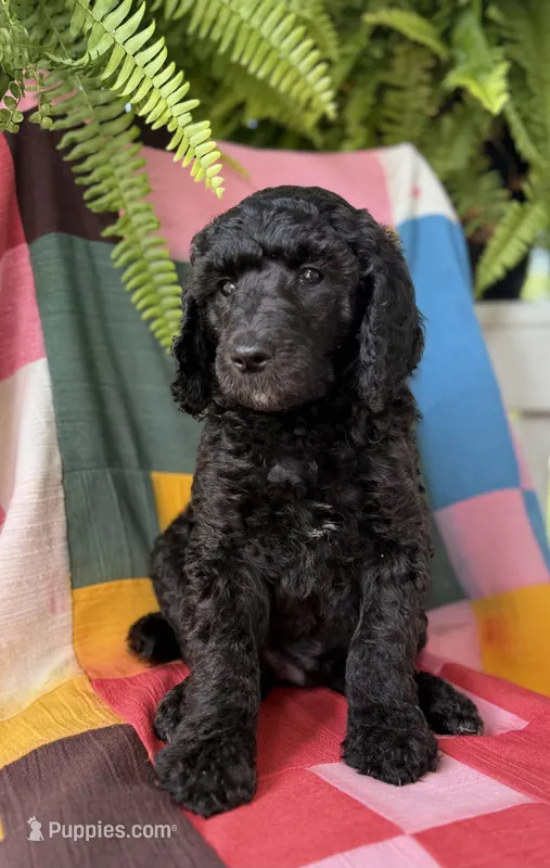 Fendi – Poodle - Standard  puppy for sale in Pana, IL