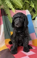 Fendi, a male Poodle - Standard  for sale in Pana, IL – 3 of 7
