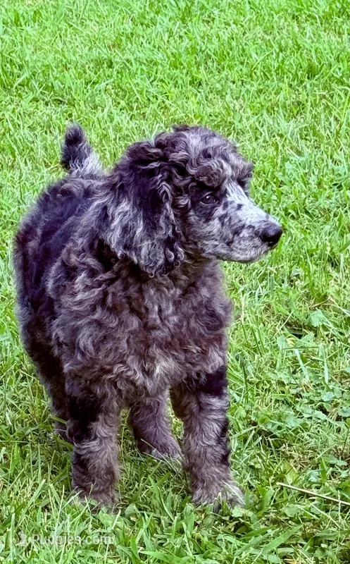 Gucci – Poodle - Standard  puppy for sale in Pana, IL