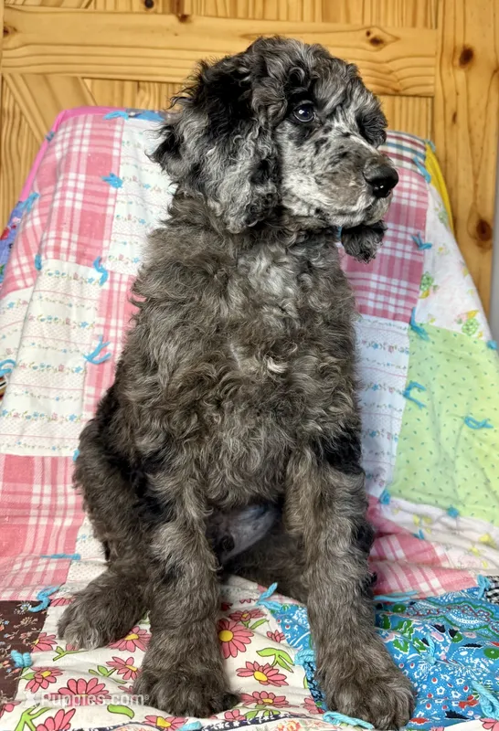Gucci – Poodle - Standard  puppy for sale in Pana, IL