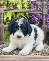 Sheepadoodle Puppy 3, a  Sheepadoodle for sale in Pana, IL – 2 of 8