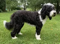 Sheepadoodle Puppy 5, a  Sheepadoodle for sale in Pana, IL – 2 of 8
