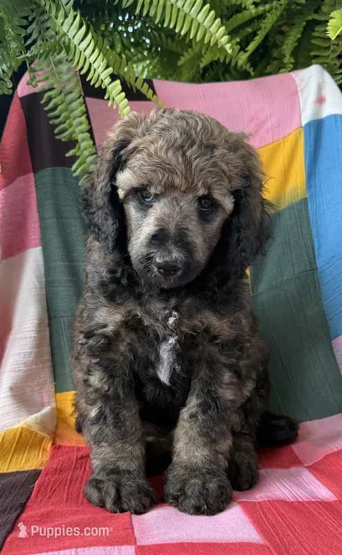 Chanel – Poodle - Standard  puppy on hold in Pana, IL