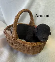 Armani, a male Poodle - Standard  for sale in Pana, IL – 1 of 1