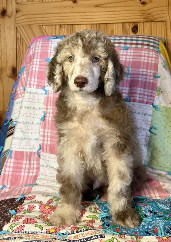 Burberry – Poodle - Standard  puppy for sale in Pana, IL