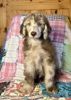 Burberry, a male Poodle - Standard  for sale in Pana, IL – 1 of 8