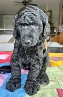 Fendi, a male Poodle - Standard  for sale in Pana, IL – 4 of 7