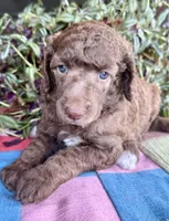 Dolce, a female Poodle - Standard  for sale in Pana, IL – 2 of 5