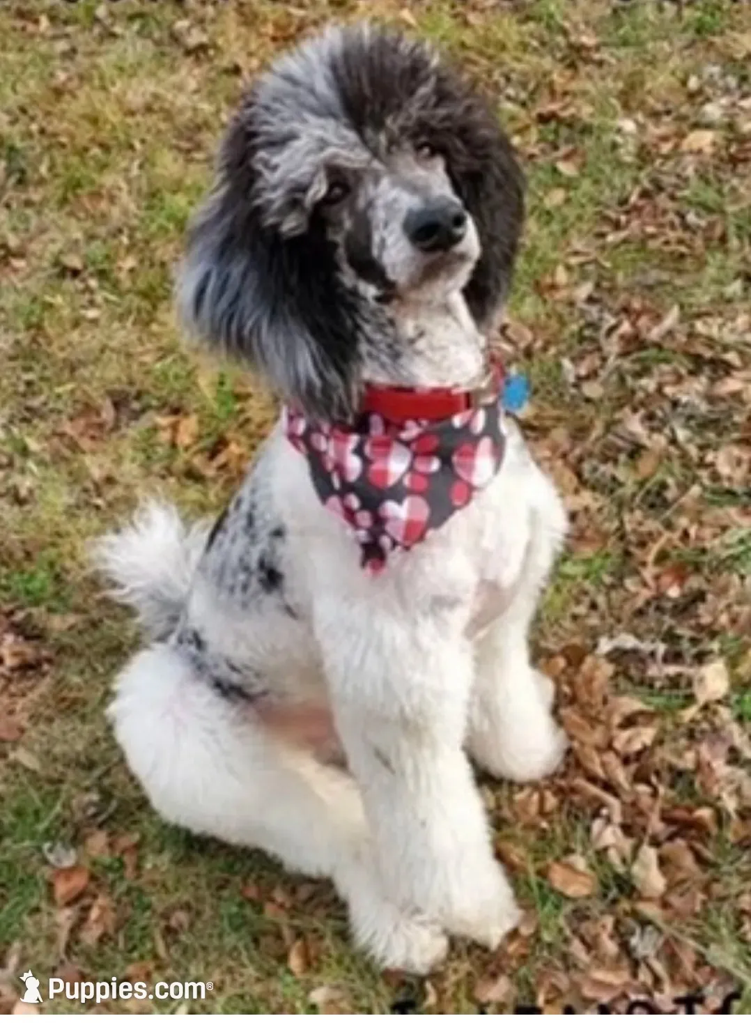Sheepadoodle Puppy 2, a  Sheepadoodle for sale in Pana, IL – 8 of 8