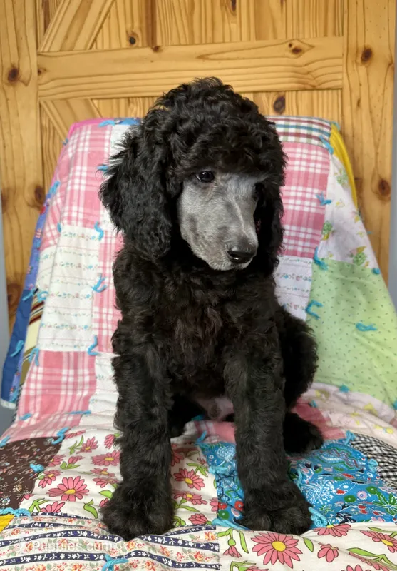 Armani – Poodle - Standard  puppy for sale in Pana, IL