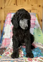 Armani, a male Poodle - Standard  for sale in Pana, IL – 1 of 8