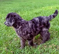 Gucci, a male Poodle - Standard  for sale in Pana, IL – 3 of 3