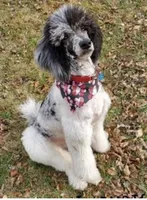 Sheepadoodle Puppy 5, a  Sheepadoodle for sale in Pana, IL – 6 of 8