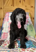 Armani, a male Poodle - Standard  for sale in Pana, IL – 3 of 8