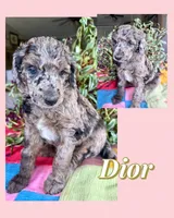 Dior, a female Poodle - Standard  for sale in Pana, IL – 3 of 5