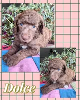 Dolce, a female Poodle - Standard  for sale in Pana, IL – 3 of 5