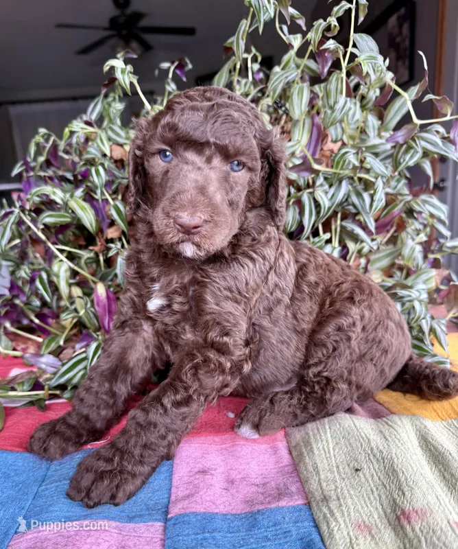 Louis – Poodle - Standard  puppy for sale in Pana, IL