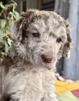 Prada, a female Poodle - Standard  for sale in Pana, IL – 3 of 6