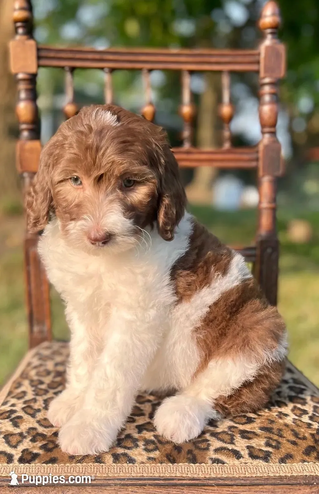 Sheepadoodle Puppy 2, a  Sheepadoodle for sale in Pana, IL – 1 of 8