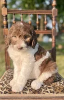 Sheepadoodle Puppy 4, a  Sheepadoodle for sale in Pana, IL – 5 of 8