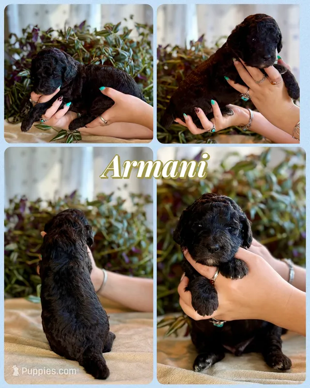 Armani – Poodle - Standard  puppy for sale in Pana, IL