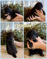 Armani, a male Poodle - Standard  for sale in Pana, IL – 7 of 8