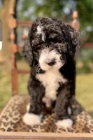 Sheepadoodle Puppy 5, a  Sheepadoodle for sale in Pana, IL – 3 of 8