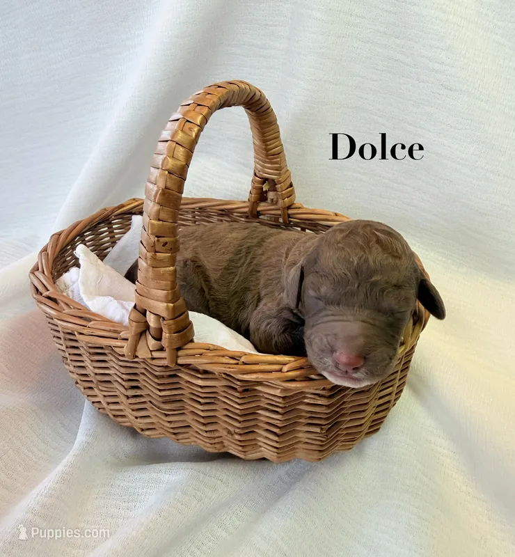 Dolce – Poodle - Standard  puppy for sale in Pana, IL