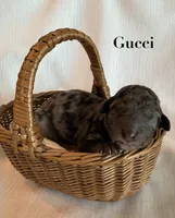 Gucci, a male Poodle - Standard  for sale in Pana, IL – 1 of 1