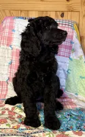 Fendi, a male Poodle - Standard  for sale in Pana, IL – 2 of 7