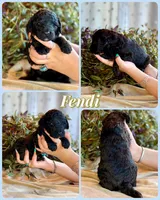 Fendi, a male Poodle - Standard  for sale in Pana, IL – 6 of 7
