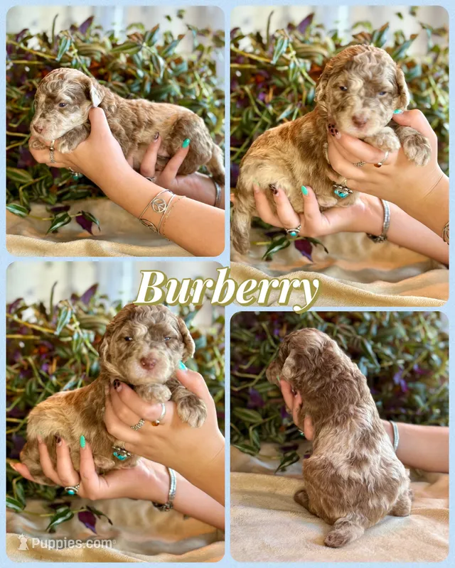Burberry – Poodle - Standard  puppy for sale in Pana, IL