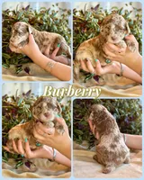 Burberry, a male Poodle - Standard  for sale in Pana, IL – 7 of 8