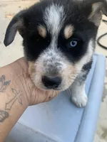 Boy and girl , a male Rottweiler and Siberian Husky for sale in Rancho Cordova, CA – Photo 4 of 6