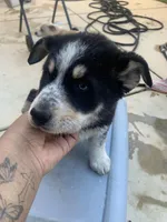 Boy and girl , a male Rottweiler and Siberian Husky for sale in Rancho Cordova, CA – Photo 5 of 6