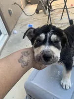 Boy and girl , a male Rottweiler and Siberian Husky for sale in Rancho Cordova, CA – Photo 3 of 6