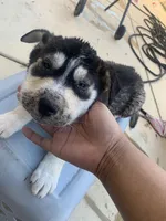 Boy and girl , a male Rottweiler and Siberian Husky for sale in Rancho Cordova, CA – Photo 2 of 6