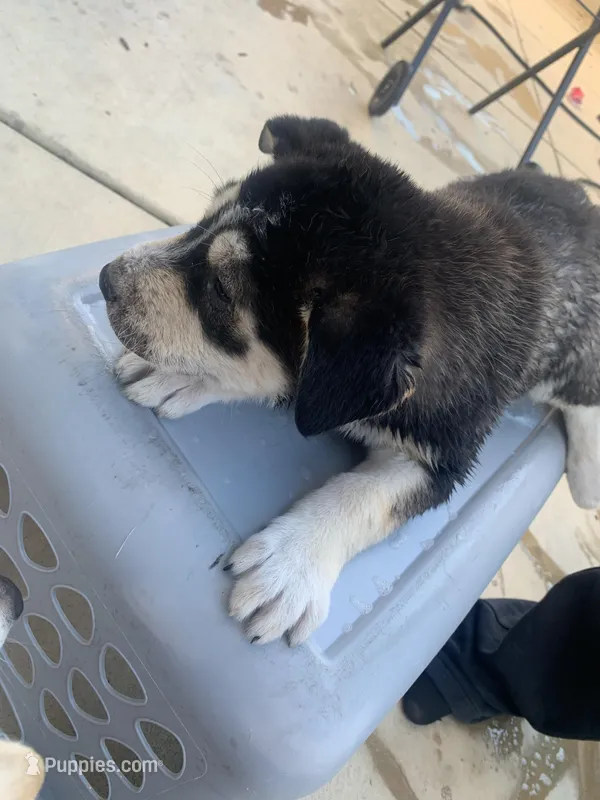 Boy and girl  – Rottweiler, Siberian Husky puppy for sale in Rancho Cordova, CA