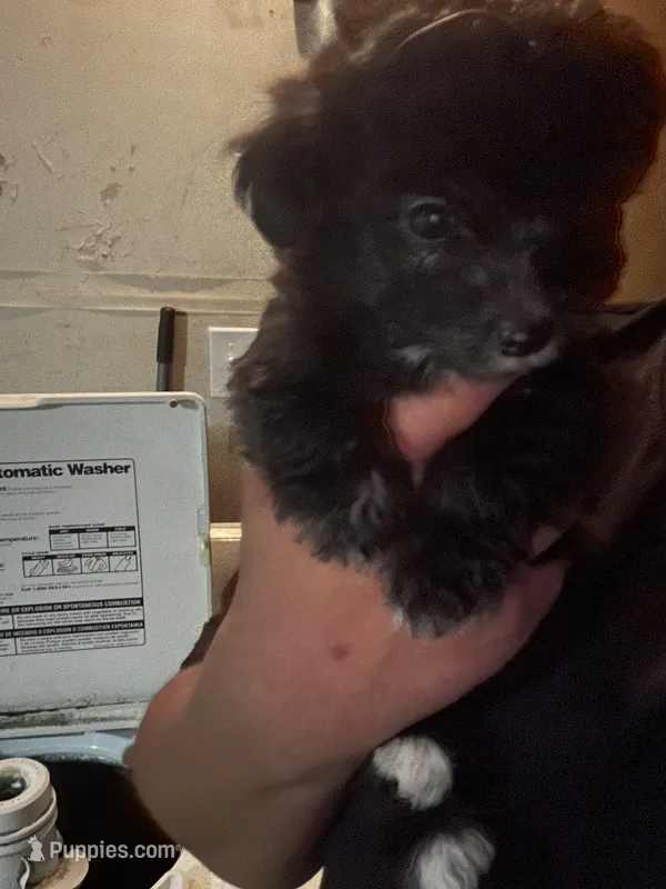 Bear – Maltipoo puppy for sale in Hanford, CA