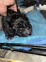 Bear, a female Maltipoo for sale in Hanford, CA – 2 of 2