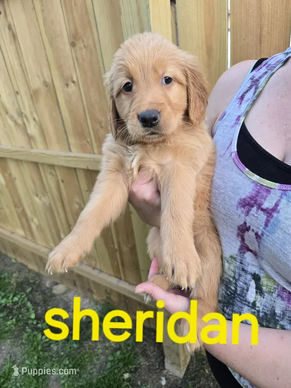 Sheridan – Golden Retriever puppy for sale in Augusta, WI