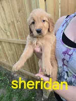 Sheridan, a female Golden Retriever for sale in Augusta, WI – 1 of 1