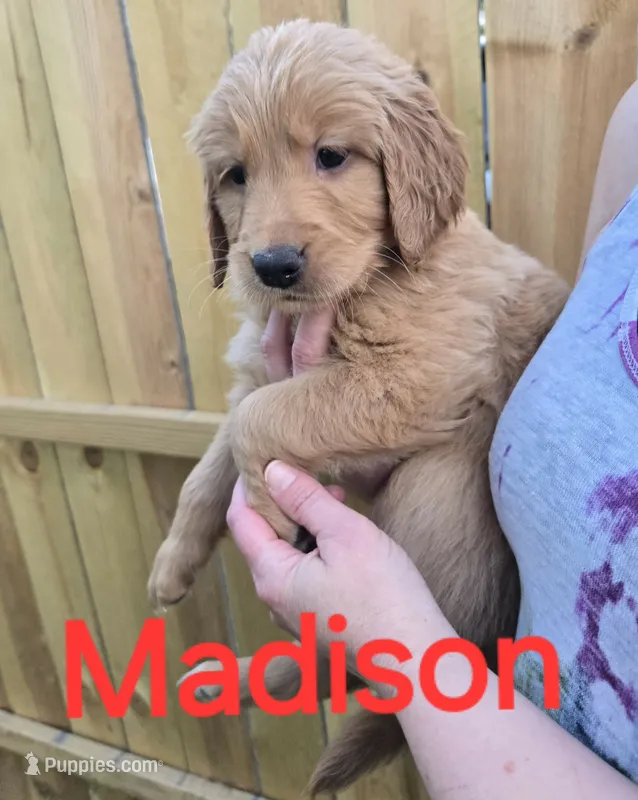 Madison – Golden Retriever puppy for sale in Augusta, WI