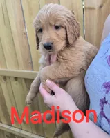 Madison, a female Golden Retriever for sale in Augusta, WI – 1 of 1