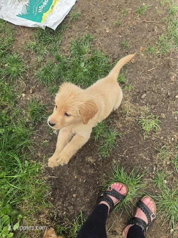 Merica – Golden Retriever puppy for sale in Augusta, WI