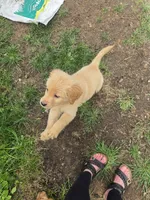 Merica, a male Golden Retriever for sale in Augusta, WI – 1 of 2