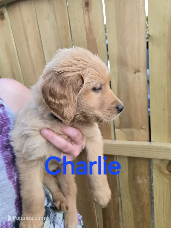 Charlie – Golden Retriever puppy for sale in Augusta, WI