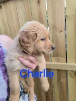 Charlie, a male Golden Retriever for sale in Augusta, WI – 1 of 1